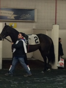 Maryjean in the paddock at Hawthorne before her race.